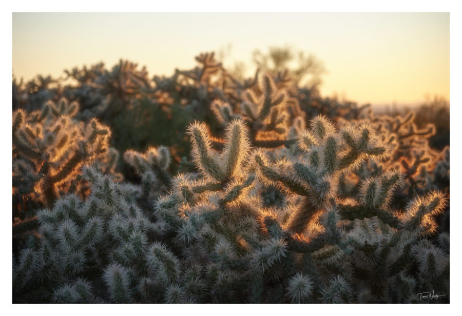 arizona landscape photography, cholla cactus, arizona photographer